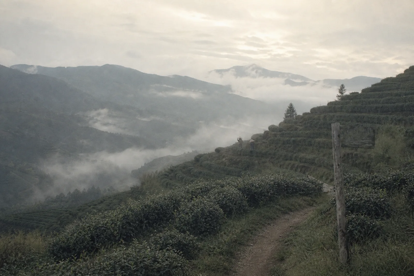Tracking the rhythm of China’s tea harvest calendar